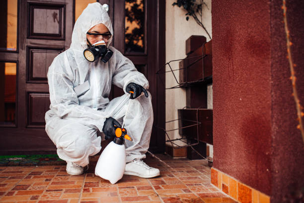 Reliable Wasp Removal contractor in Santa Fe, TX by Show Me Pest Control